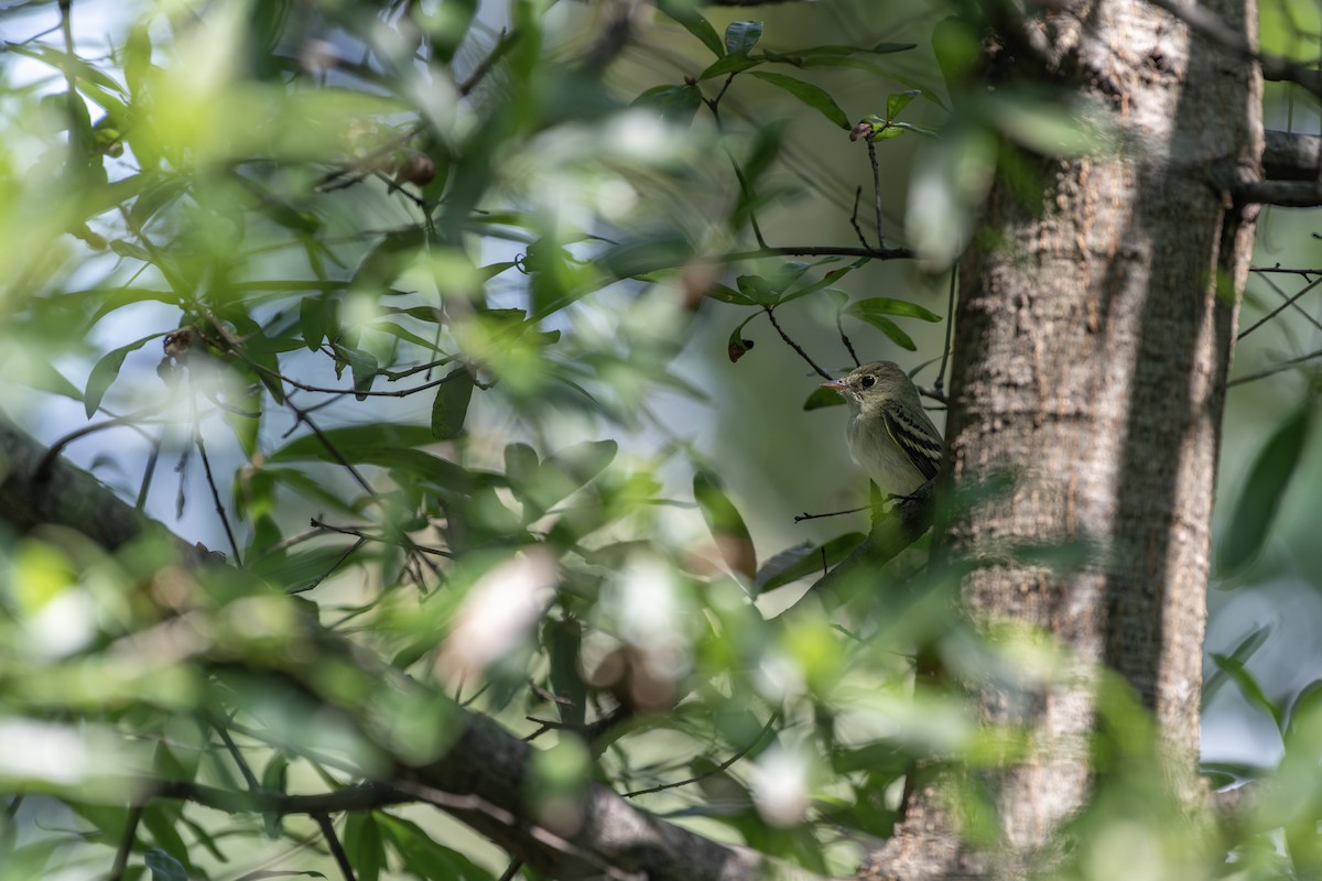 Acadian Flycatcher - ML641463029