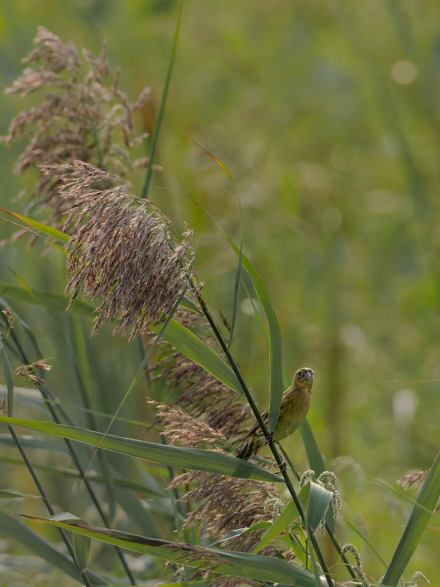 Боболинк - ML641463033