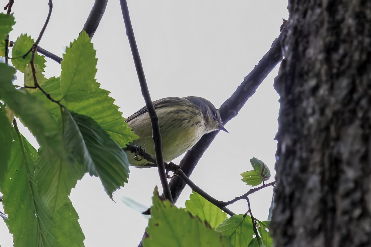 Cape May Warbler - ML641463036