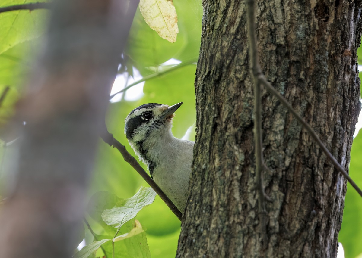 Downy Woodpecker - ML641463040