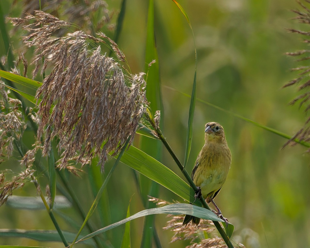 Боболинк - ML641463041