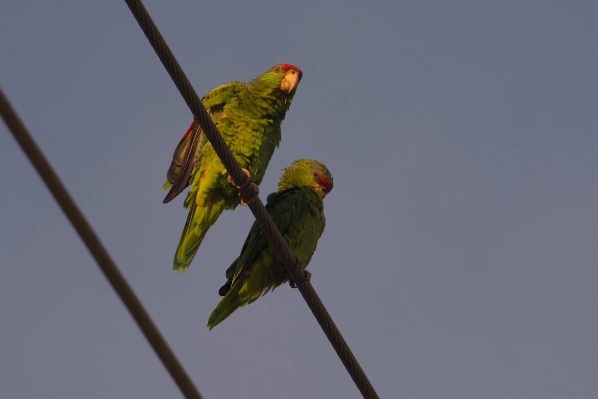 Red-crowned x Lilac-crowned Amazon (hybrid) - ML641463042