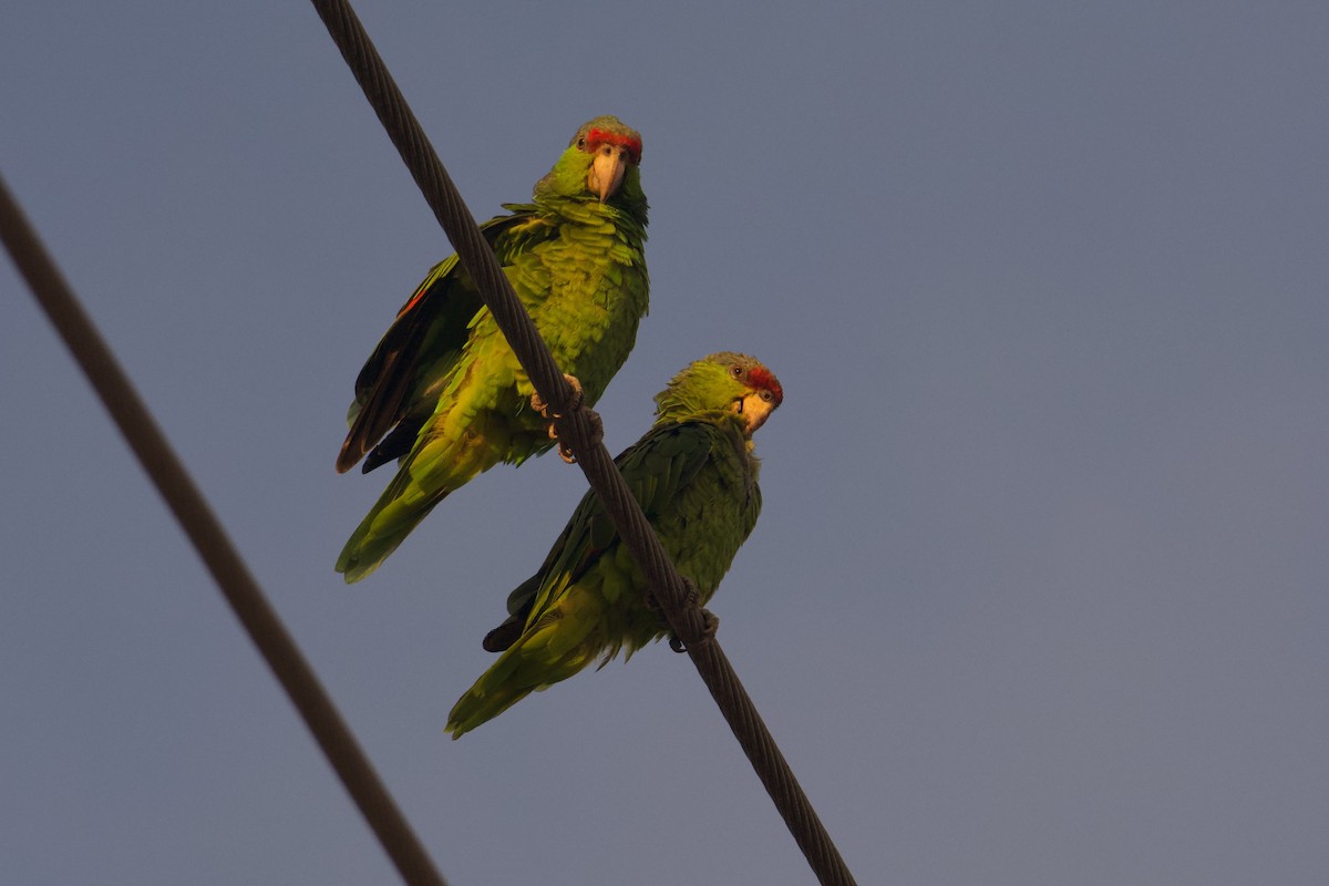 Red-crowned x Lilac-crowned Amazon (hybrid) - ML641463043
