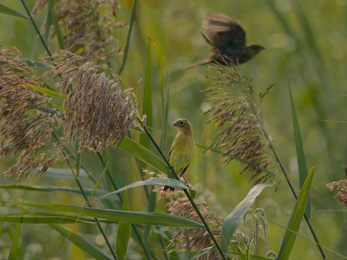 Боболинк - ML641463048