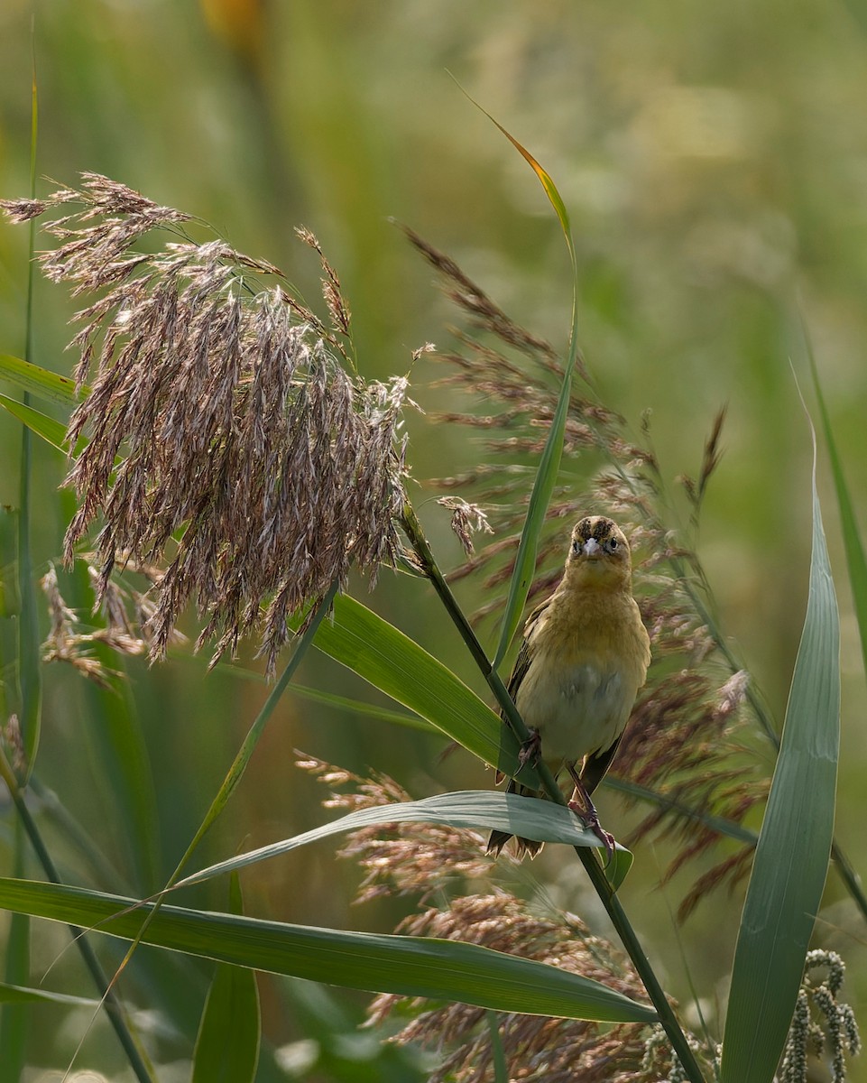 Боболинк - ML641463071