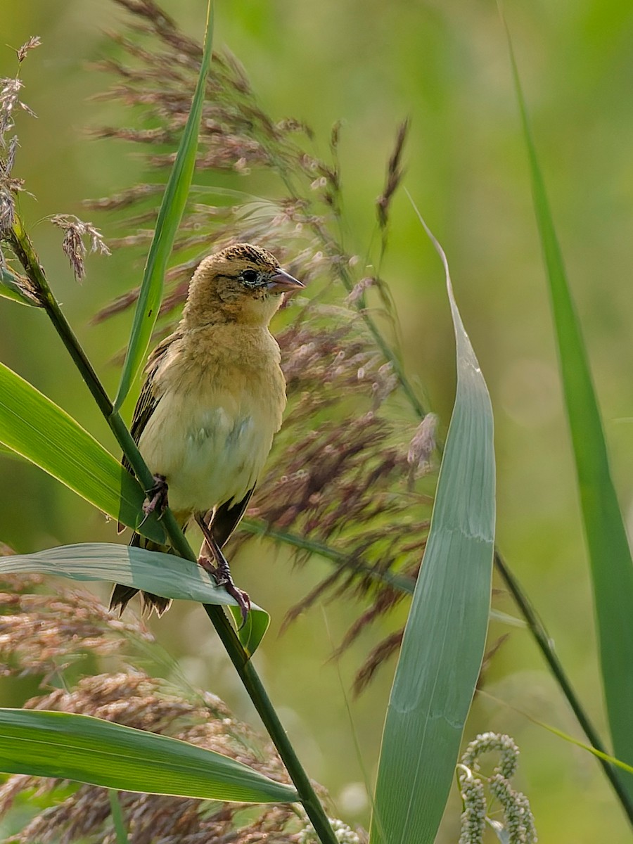 Боболинк - ML641463082