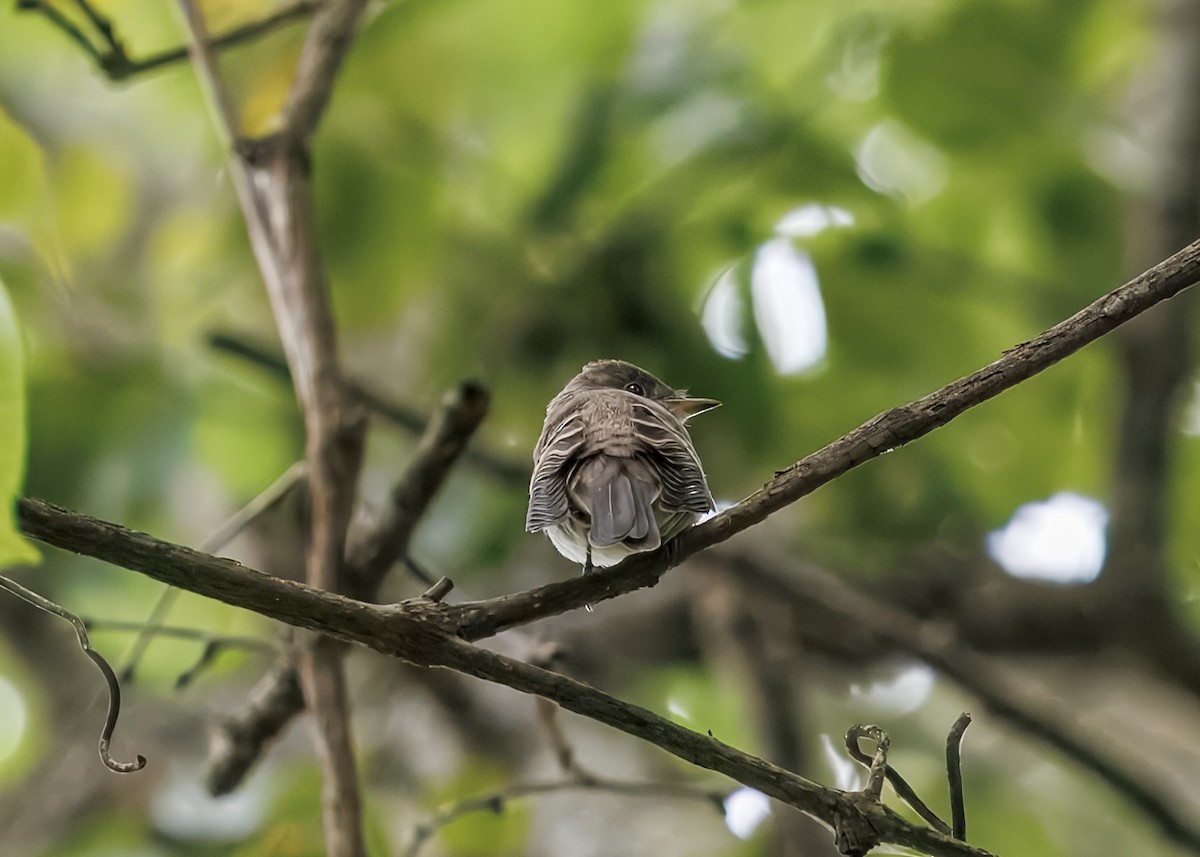 Eastern Wood-Pewee - ML641463083