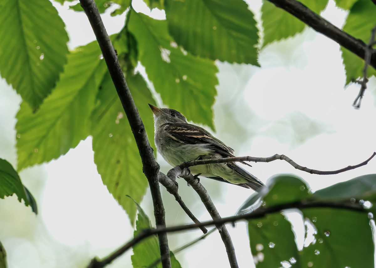 Eastern Wood-Pewee - ML641463084
