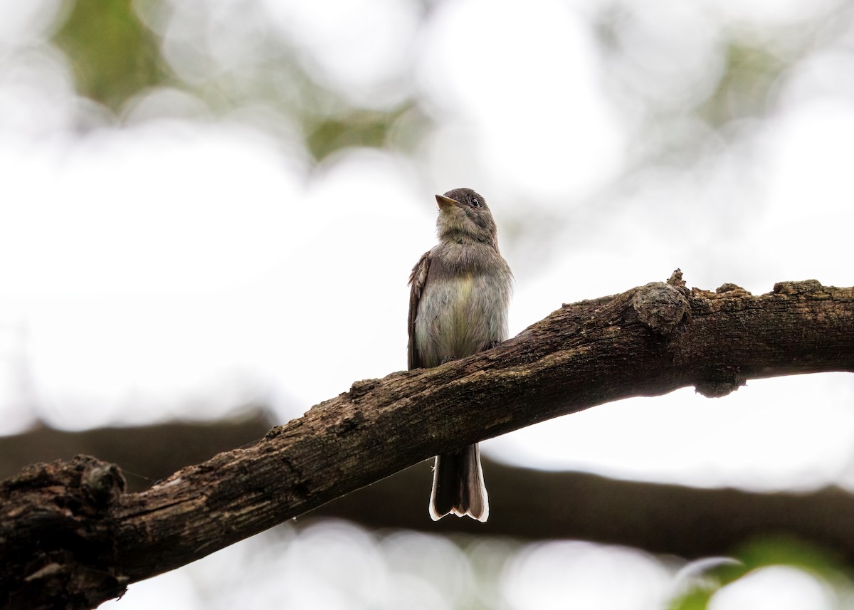 Eastern Wood-Pewee - ML641463085