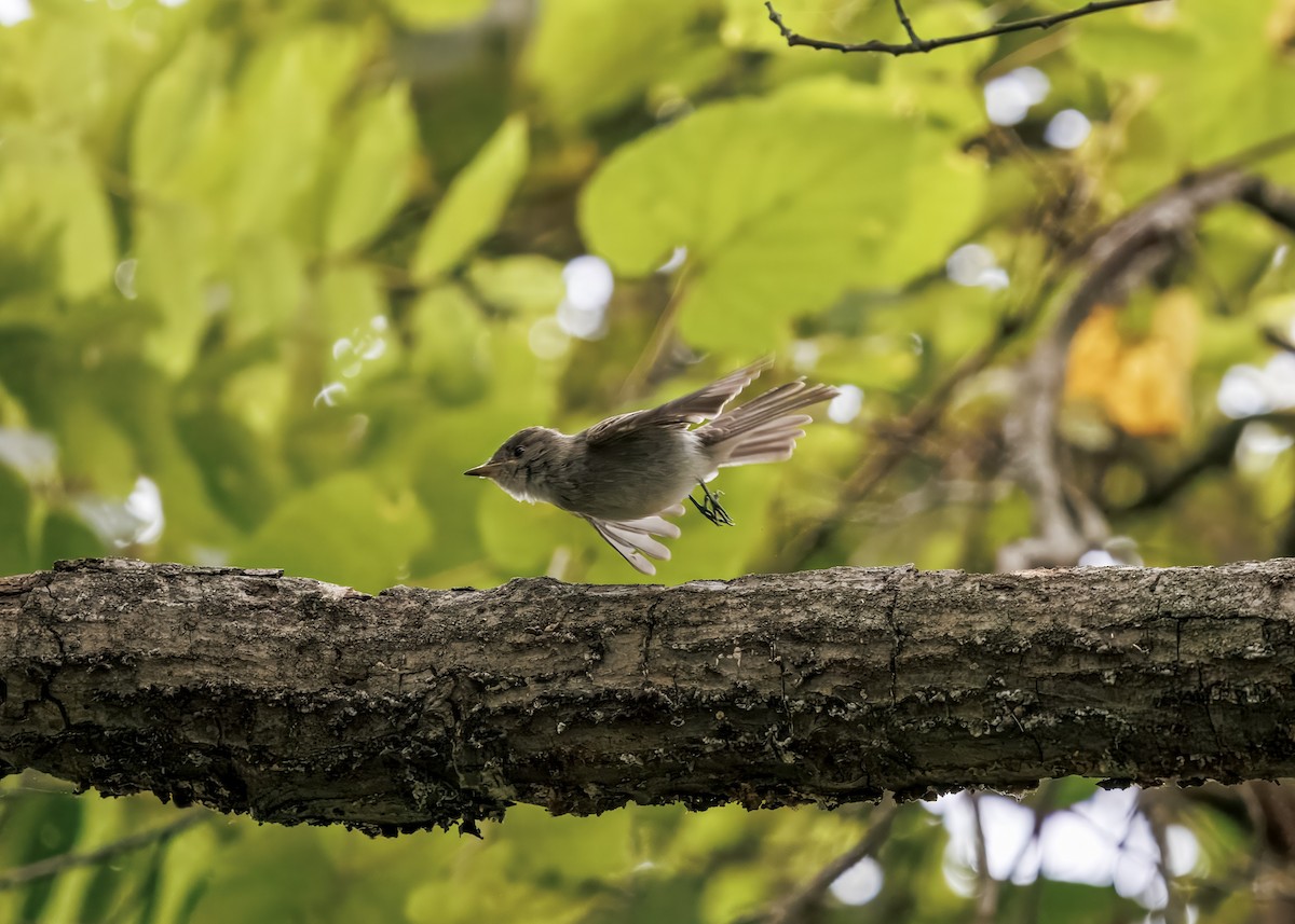 Eastern Wood-Pewee - ML641463086