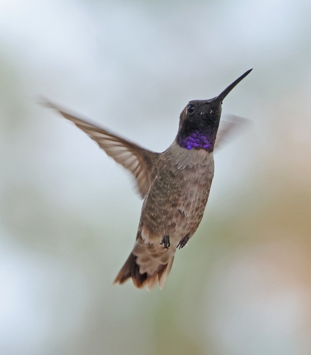 Black-chinned Hummingbird - ML641463092