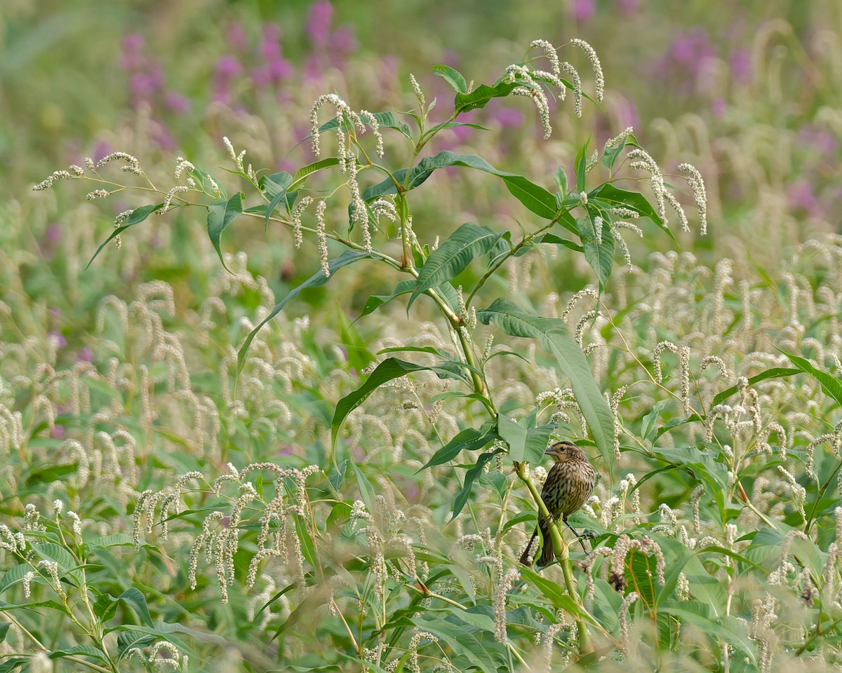 Красноплечий трупиал - ML641463096