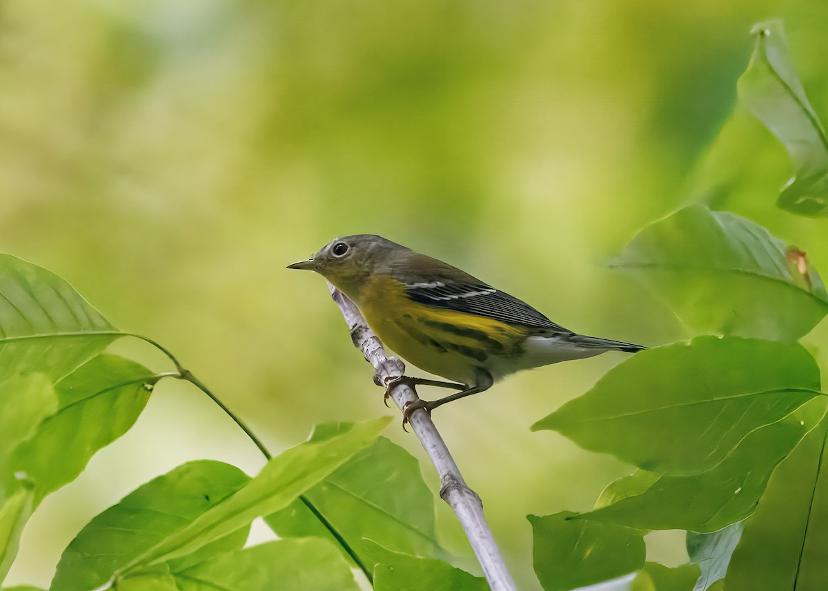 Magnolia Warbler - ML641463097
