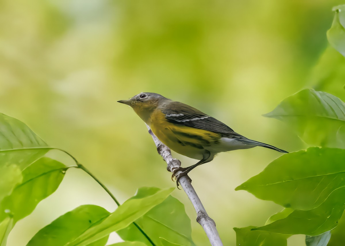 Magnolia Warbler - ML641463098