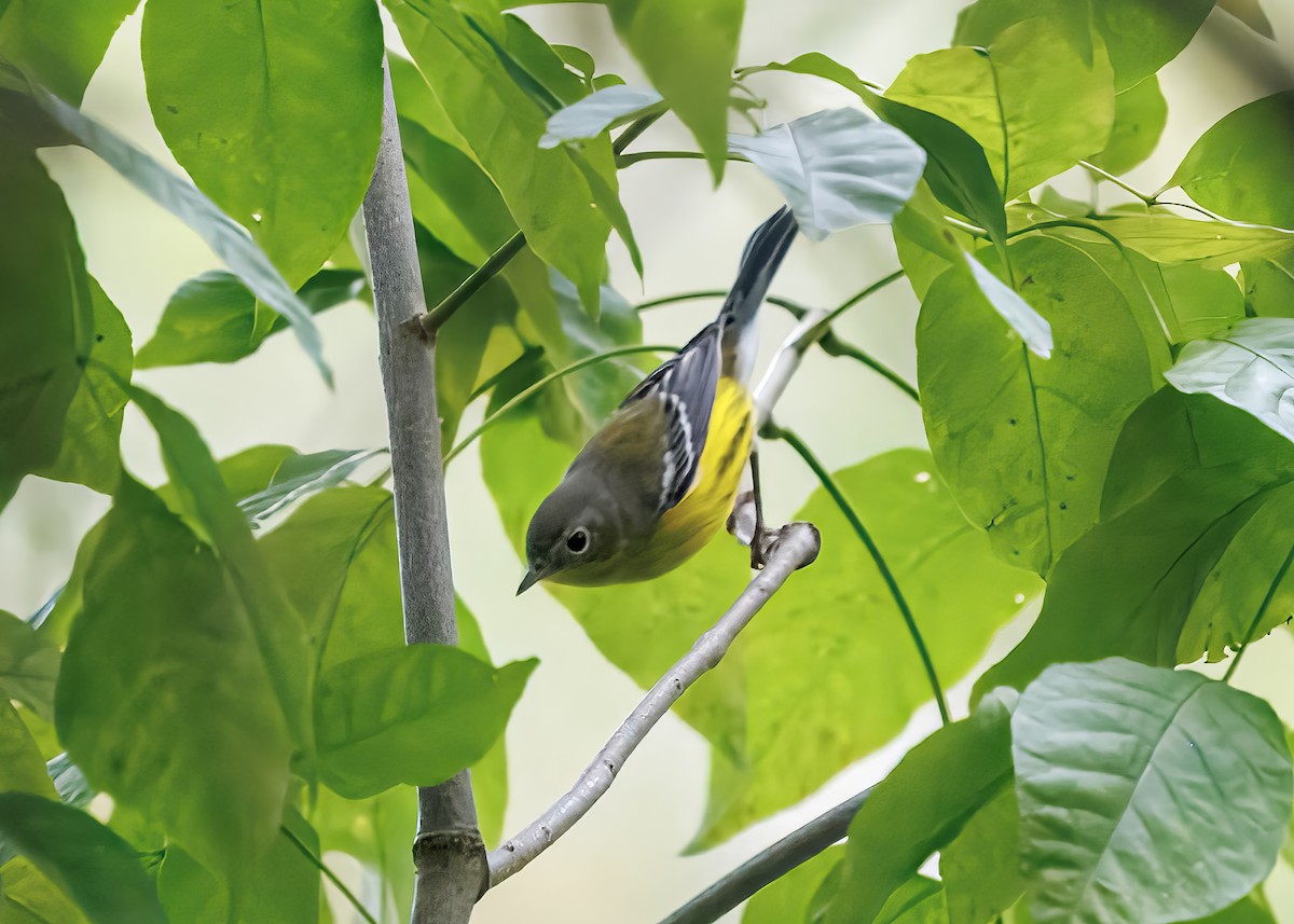 Magnolia Warbler - ML641463099