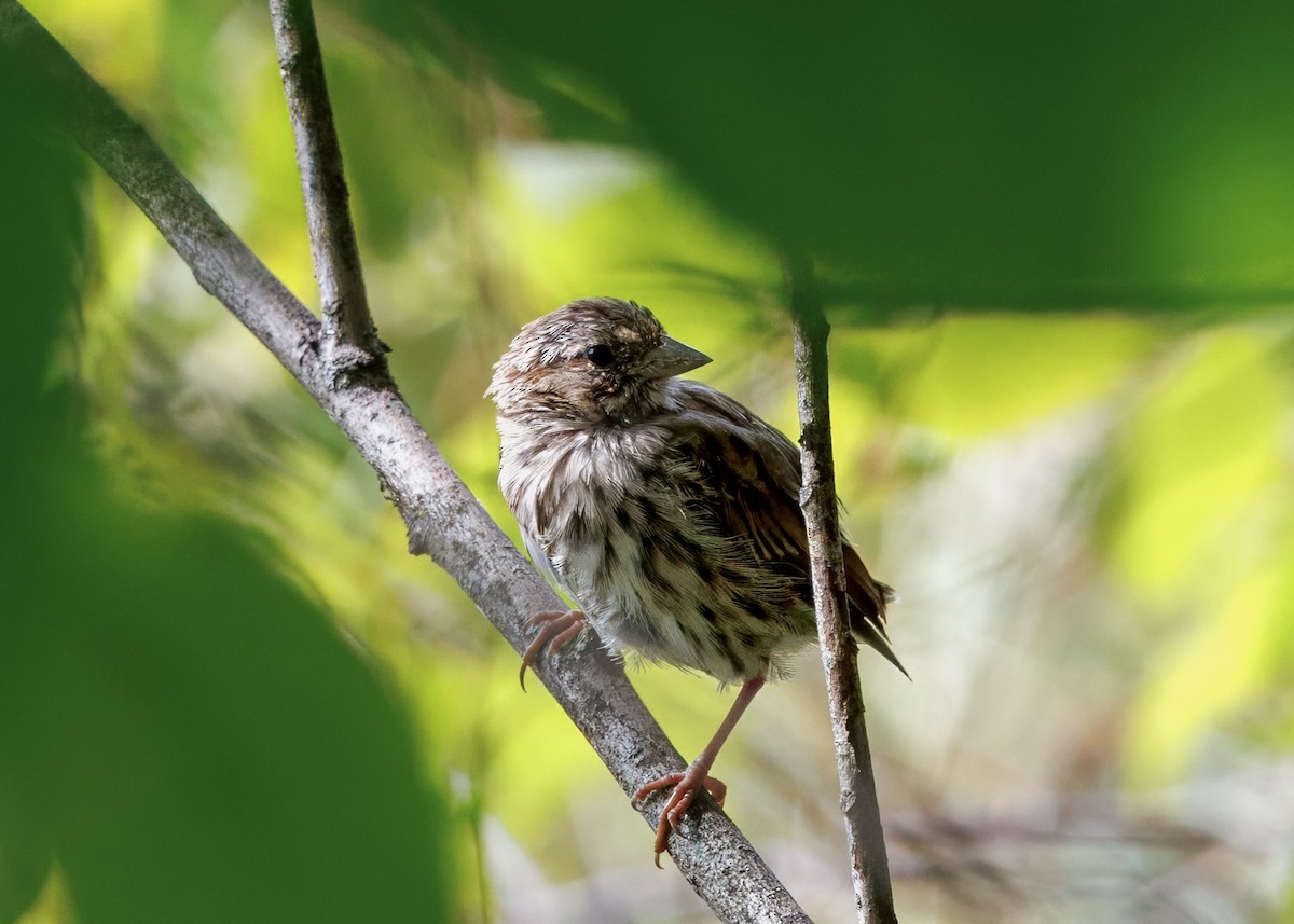 Song Sparrow - ML641463107