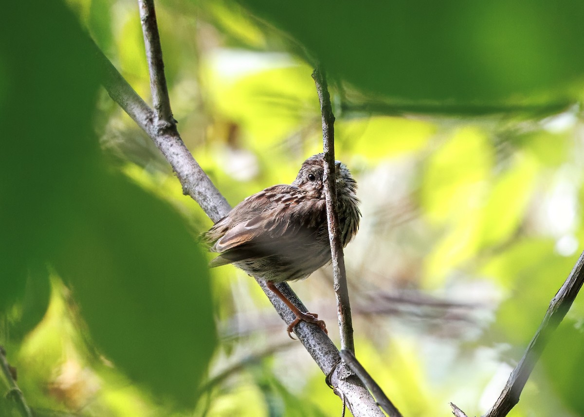 Song Sparrow - ML641463108