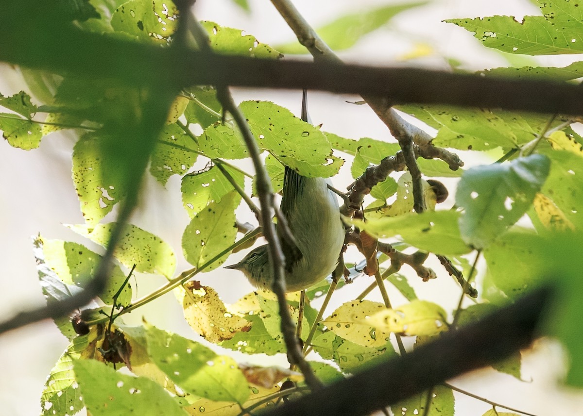 Tennessee Warbler - ML641463117