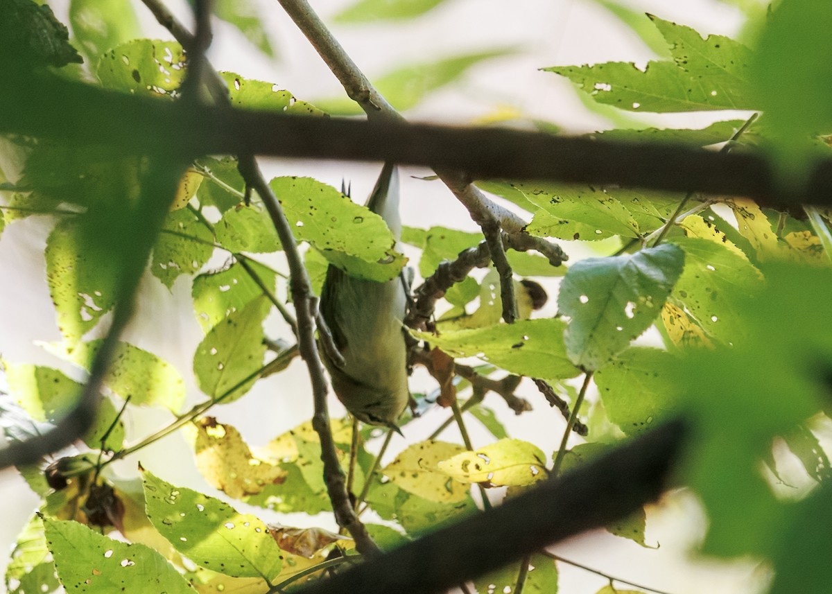 Tennessee Warbler - ML641463118