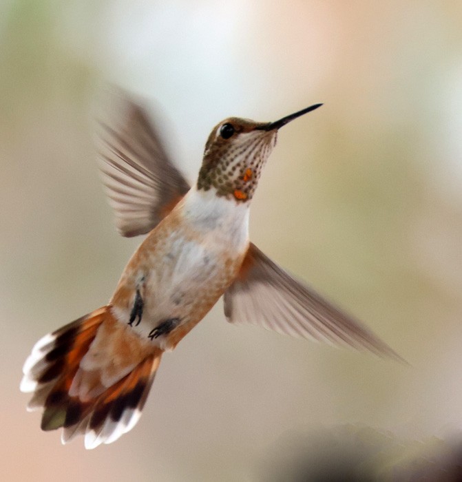 Rufous Hummingbird - ML641463127