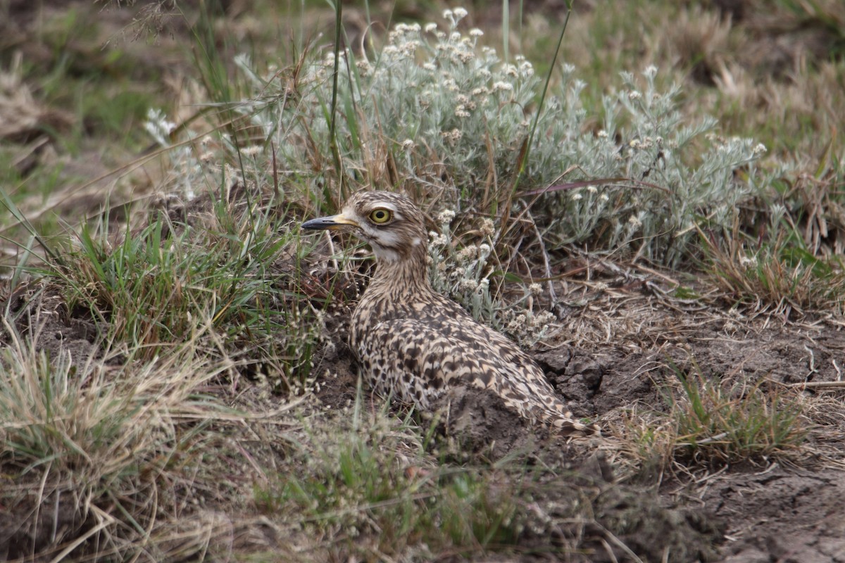 Spotted Thick-knee - ML641463128