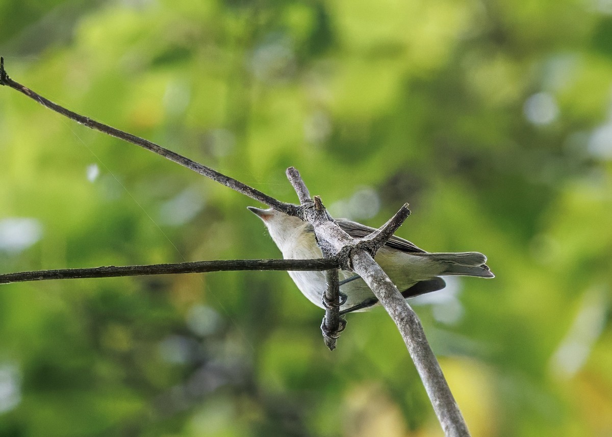 Warbling Vireo - ML641463131