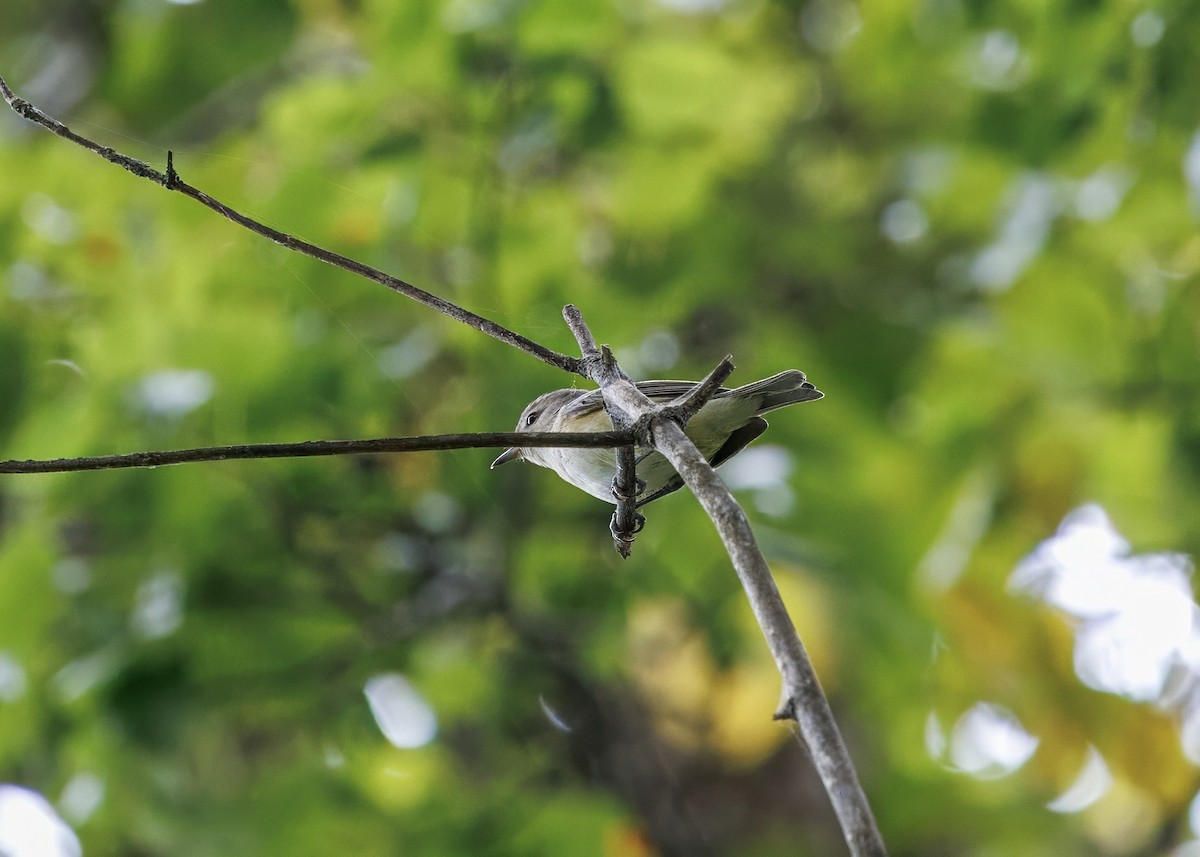Warbling Vireo - ML641463132