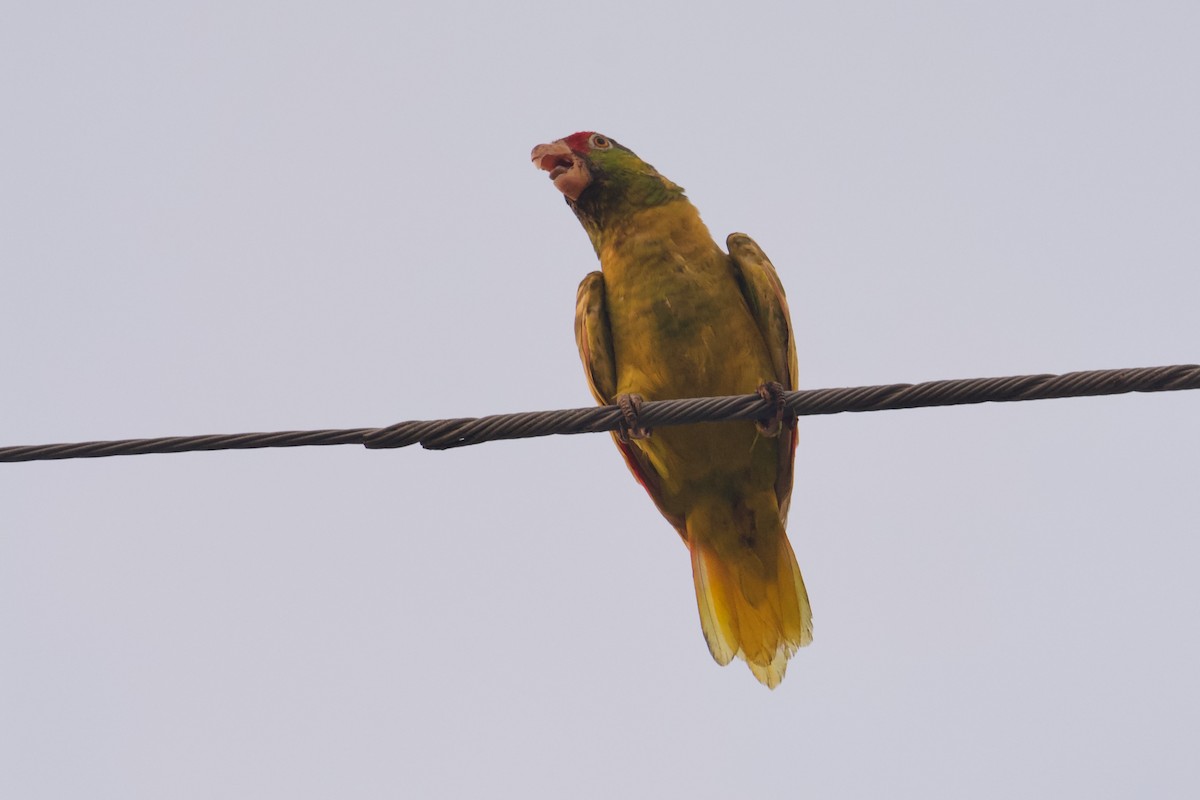Red-crowned/Lilac-crowned Amazon - ML641463138