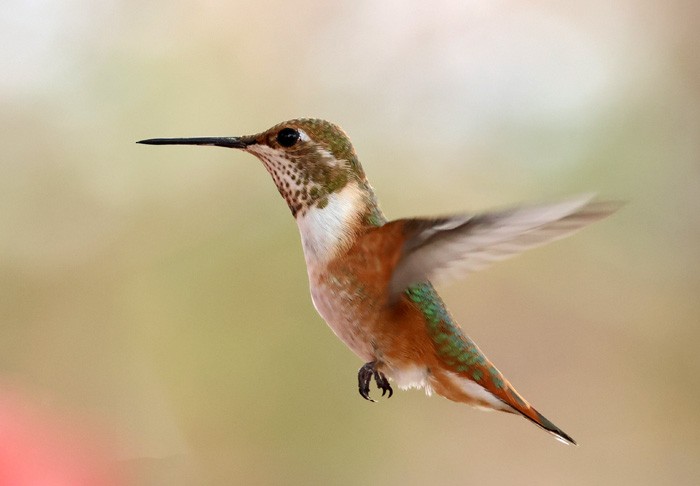 Rufous Hummingbird - ML641463146