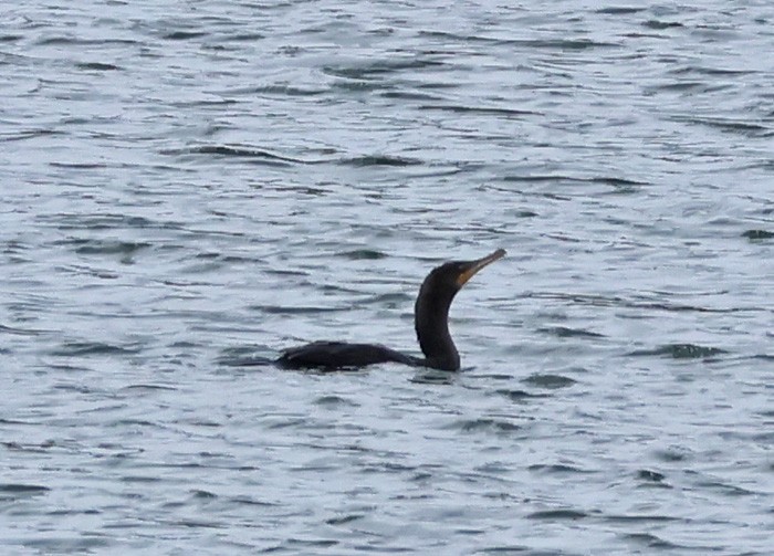 Double-crested/Neotropic Cormorant - ML641463165