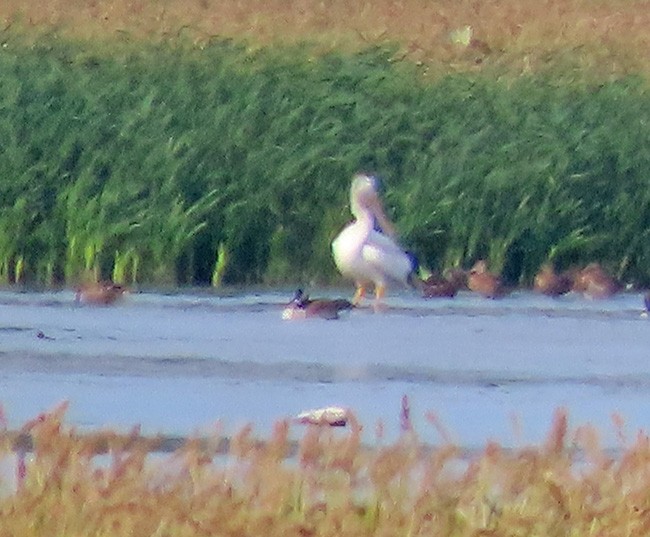 American White Pelican - ML641463166
