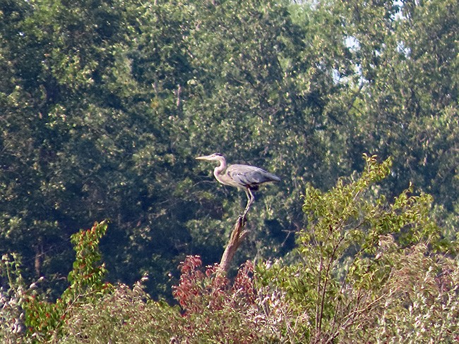 Great Blue Heron - ML641463175
