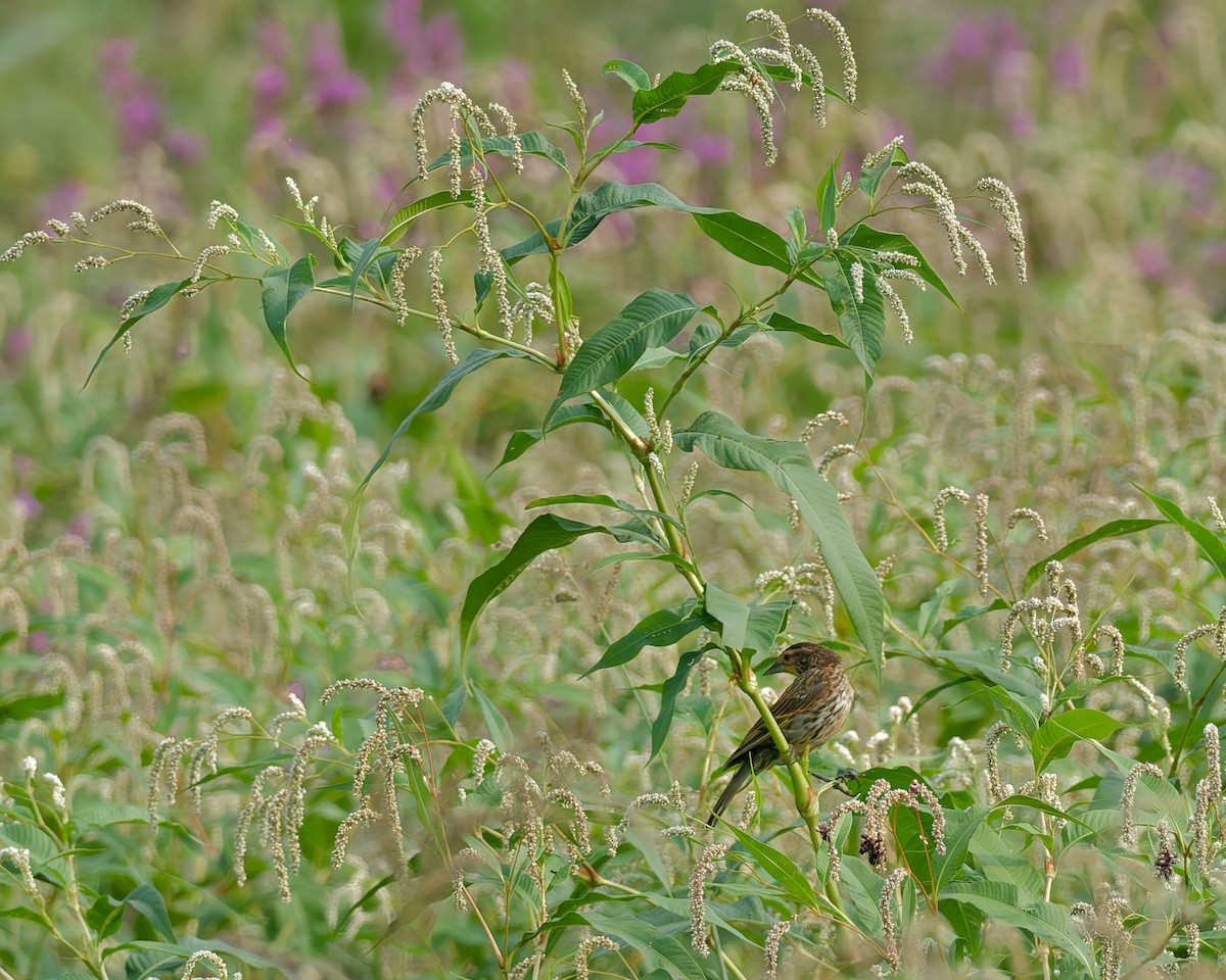 Красноплечий трупиал - ML641463186