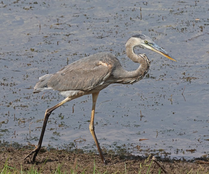 Great Blue Heron - ML641463195