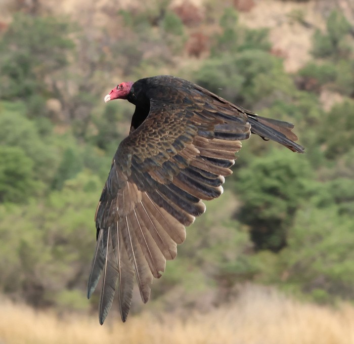 Turkey Vulture - ML641463220