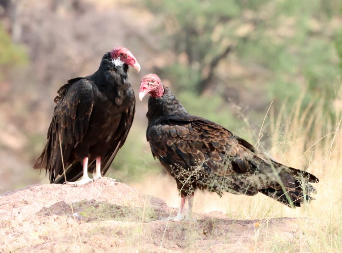 Turkey Vulture - ML641463221