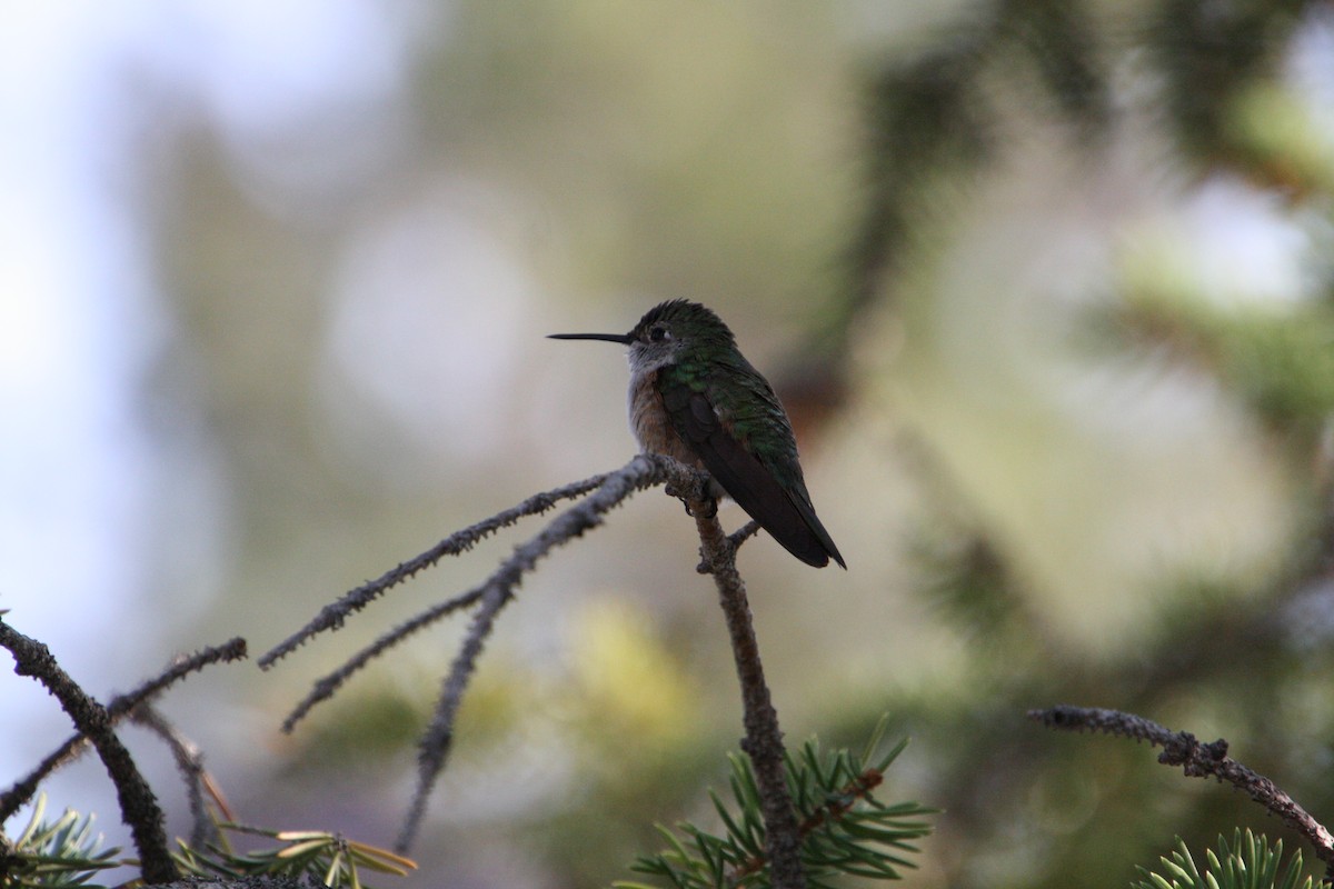 Broad-tailed Hummingbird - ML641463233