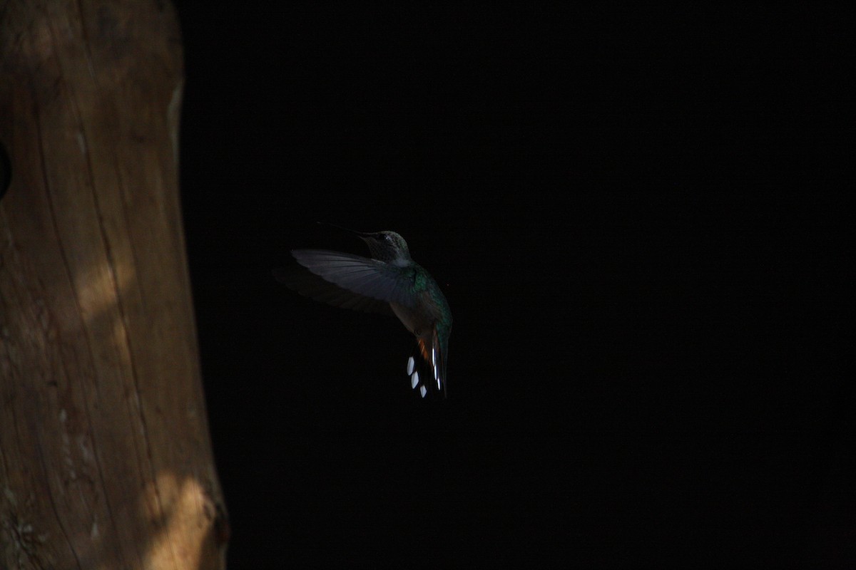 Broad-tailed Hummingbird - ML641463235