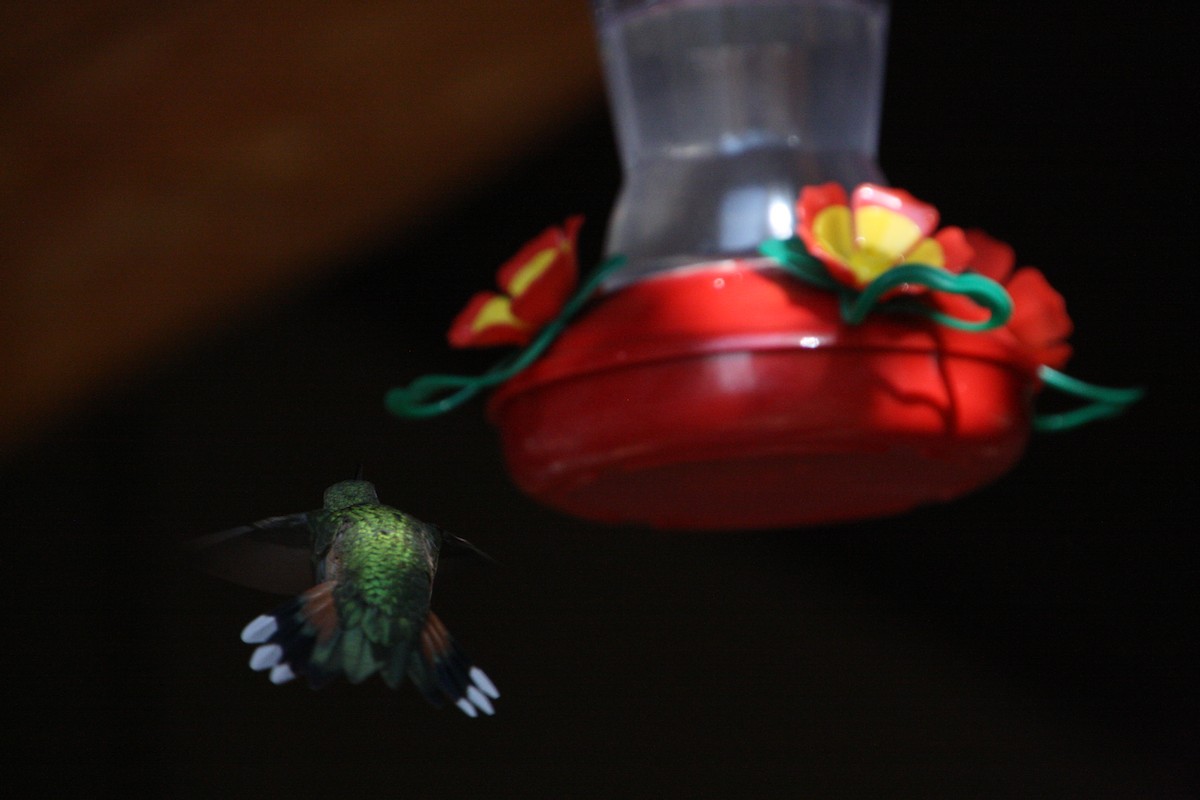 Broad-tailed Hummingbird - ML641463236