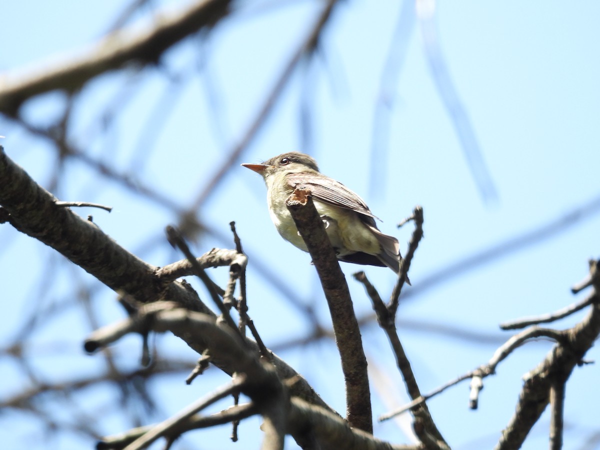 Eastern Wood-Pewee - ML641463253
