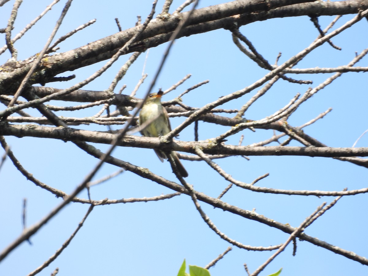 Eastern Wood-Pewee - ML641463269