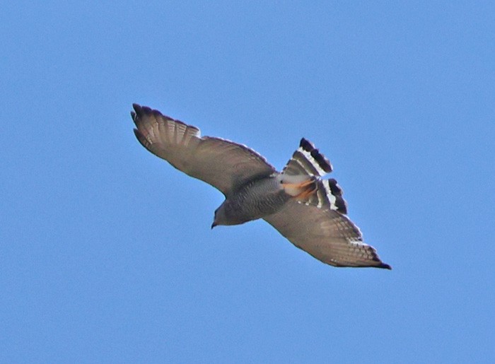 Gray Hawk - ML641463274