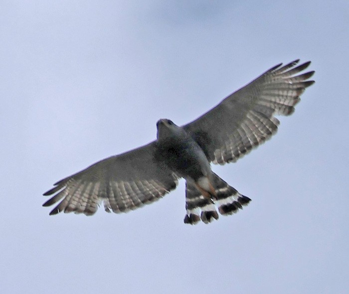Gray Hawk - ML641463275