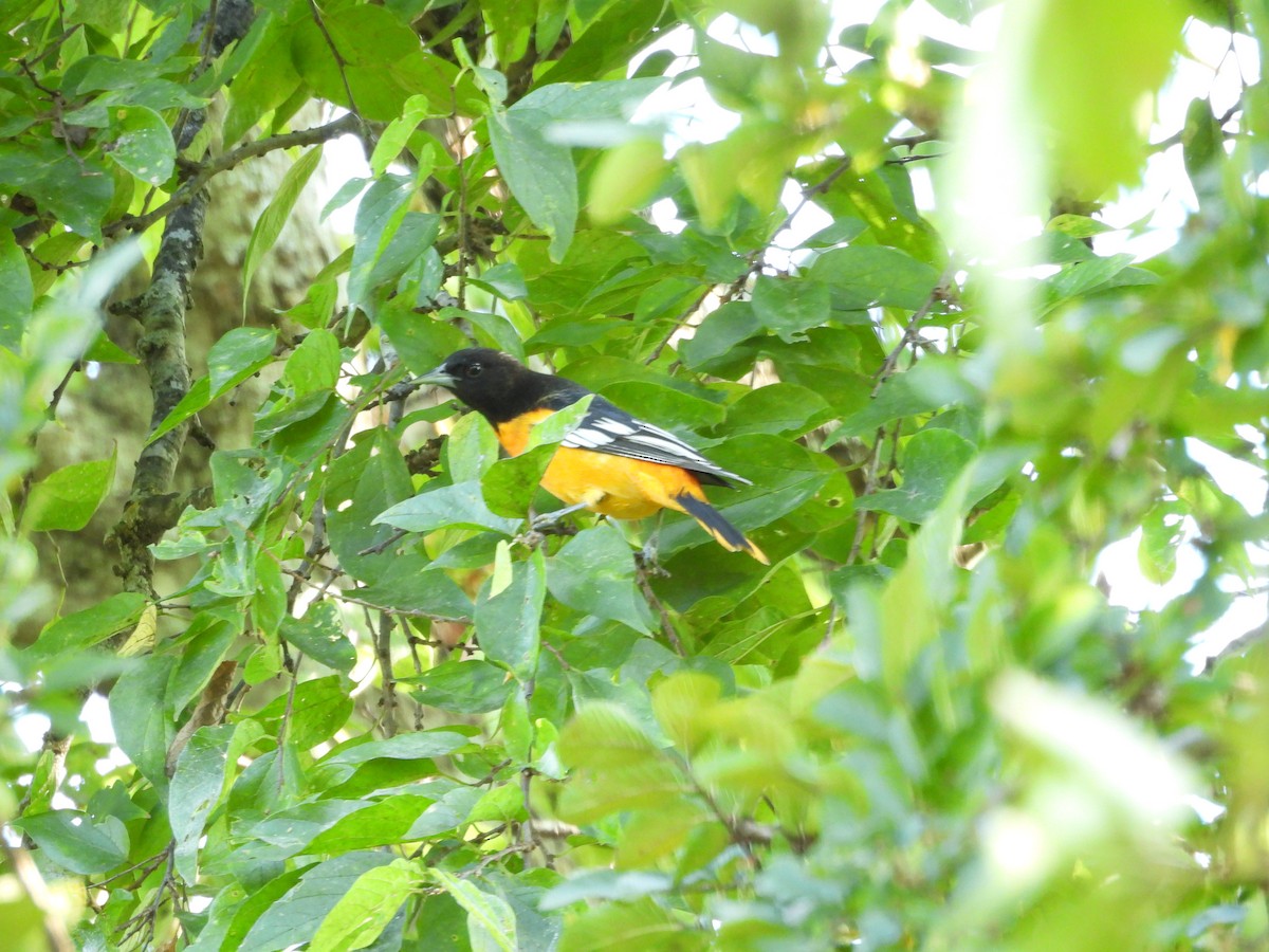 Baltimore Oriole - ML641463282