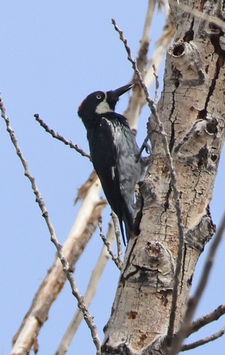 Acorn Woodpecker - ML641463284