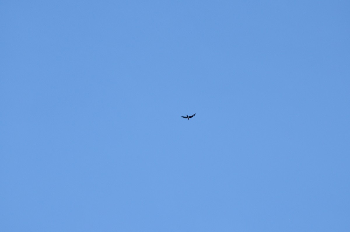 Common Nighthawk - ML641463292