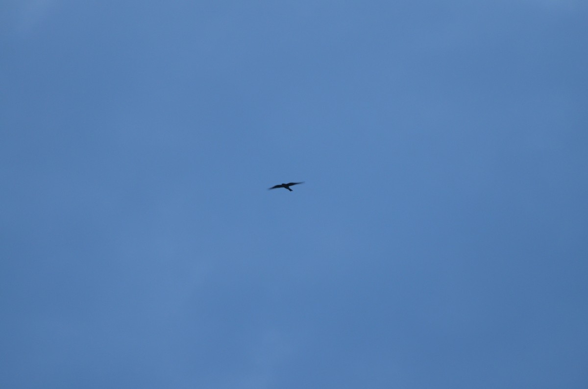 Common Nighthawk - ML641463293