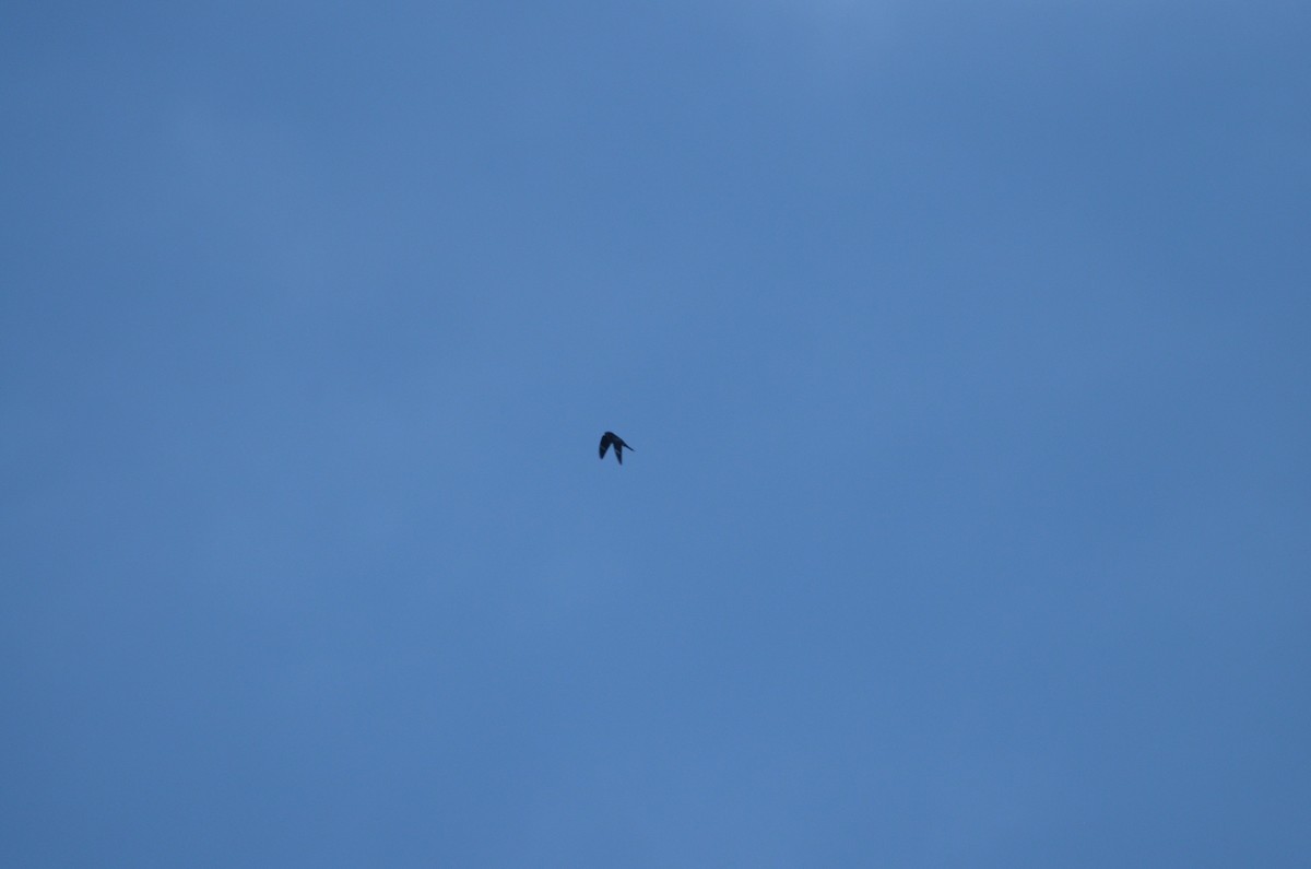 Common Nighthawk - ML641463294