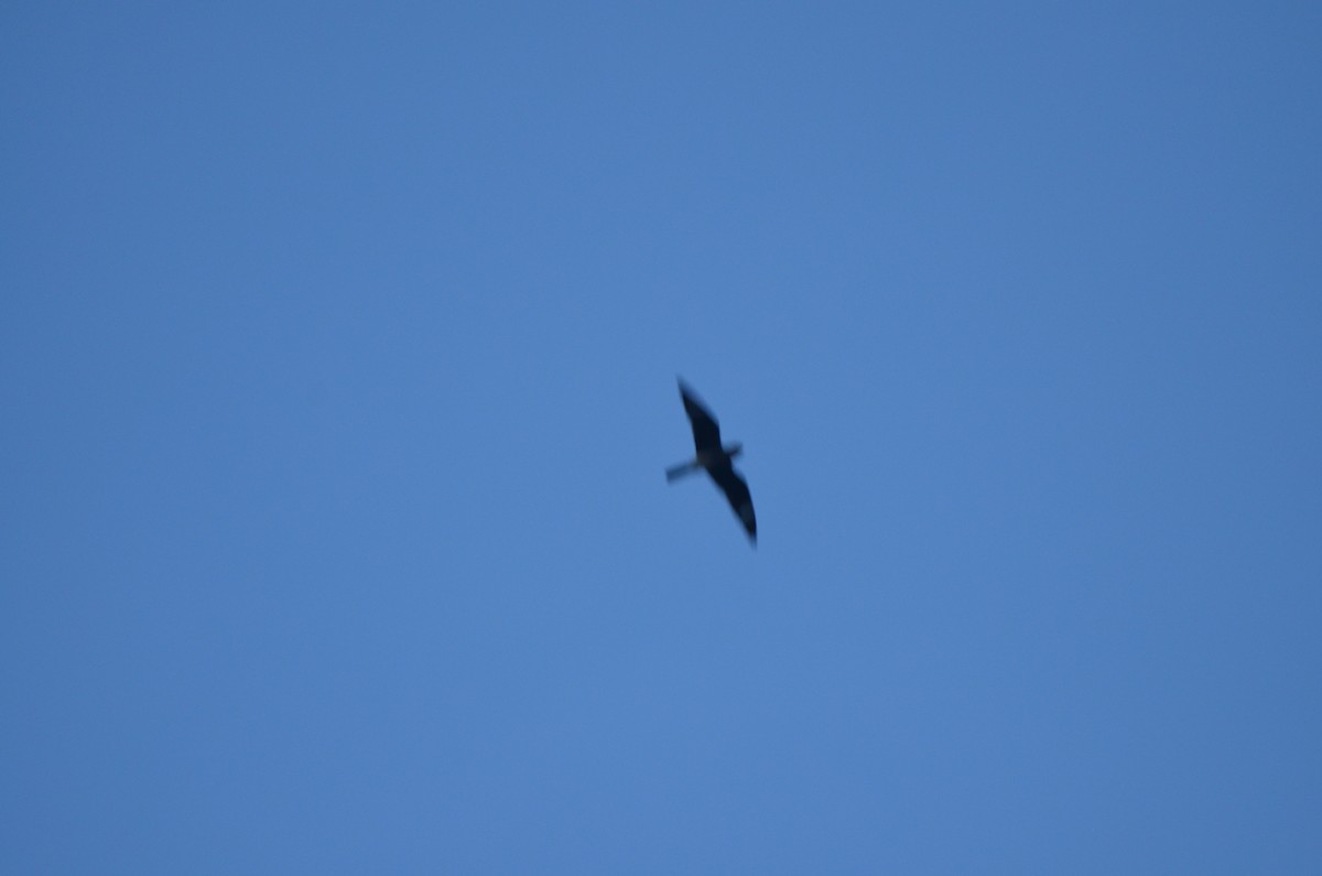 Common Nighthawk - ML641463295