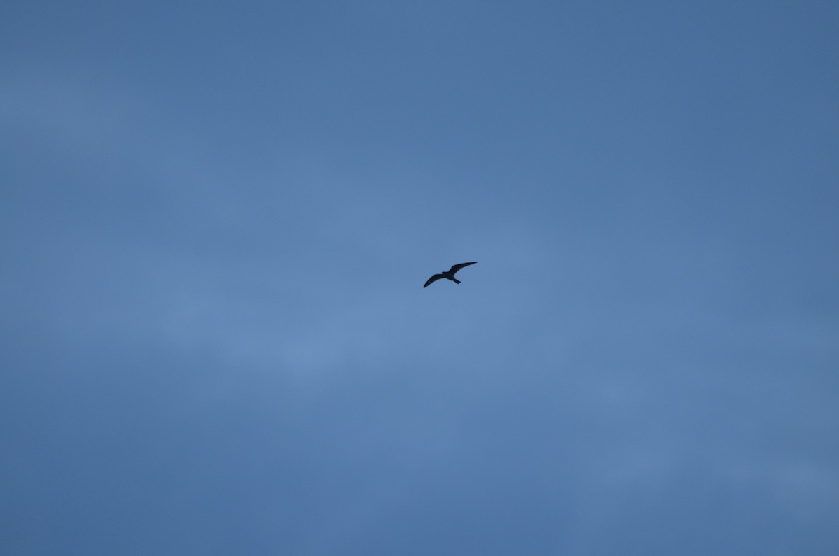 Common Nighthawk - ML641463296